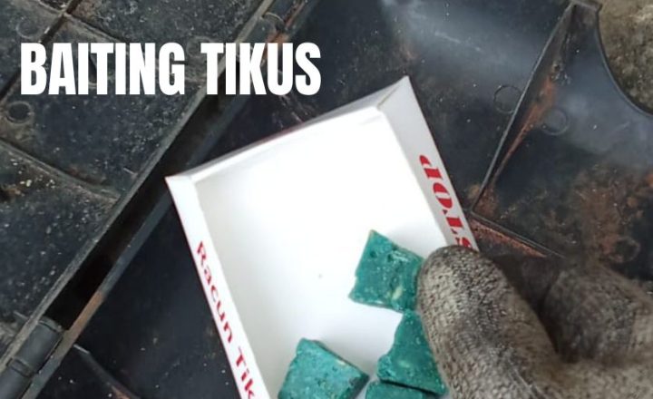 Baiting tikus menggunakan umpan pada bait station