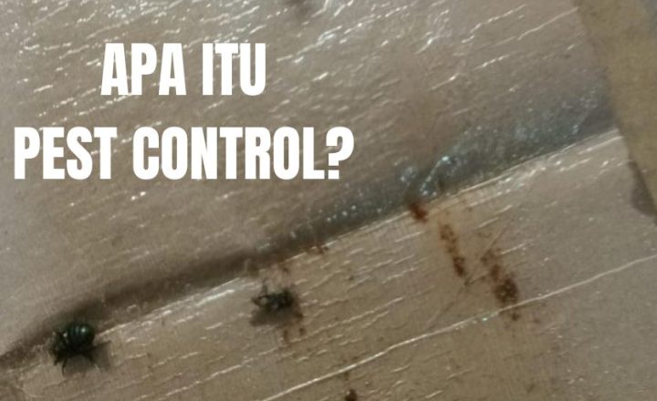 Petugas melakukan pest control untuk pengendalian hama