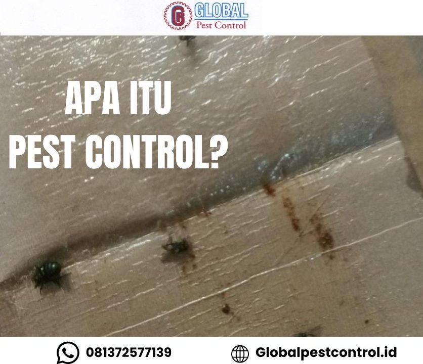Petugas melakukan pest control untuk pengendalian hama
