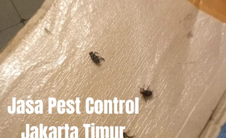 jasa pest control Jakarta Timur untuk pengendalian hama